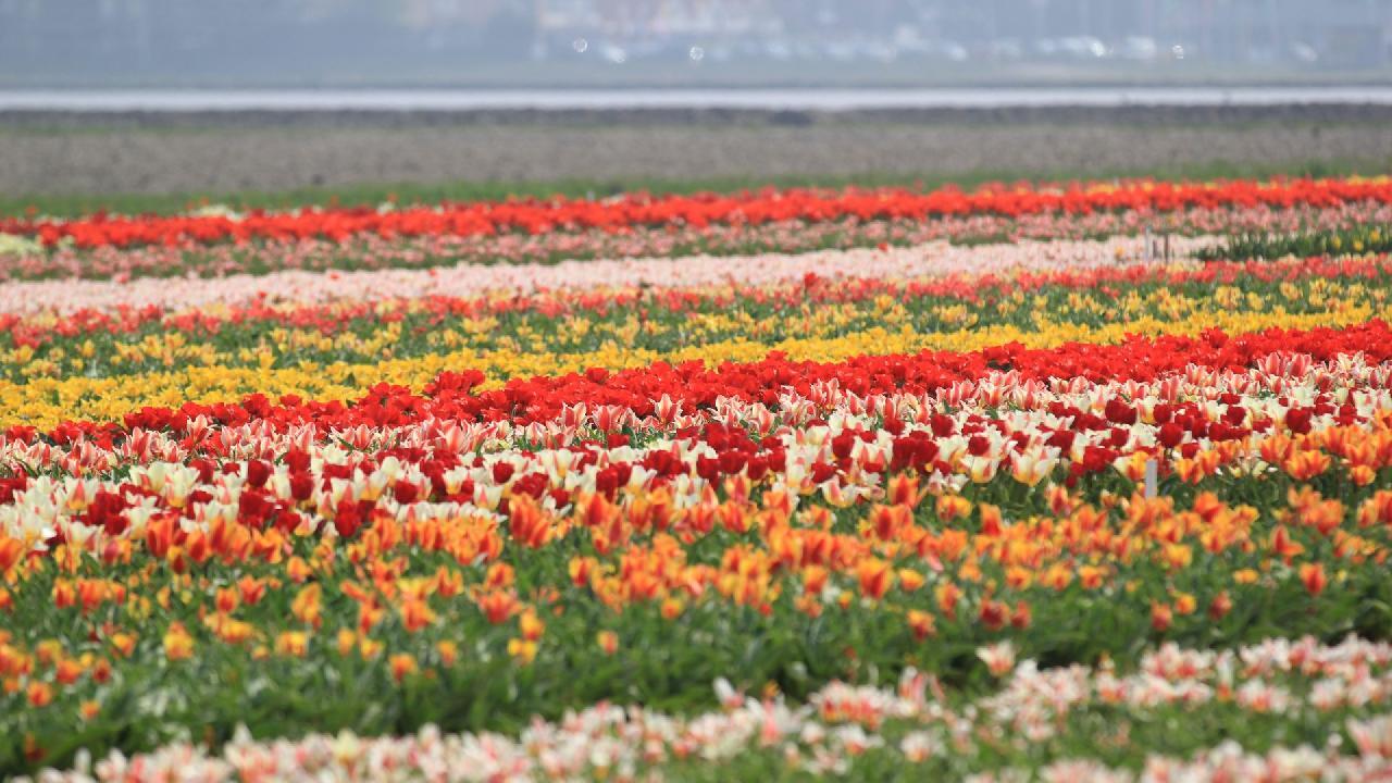 cikk_0_hollandia-vegtelen-tulipanmezo.jpg