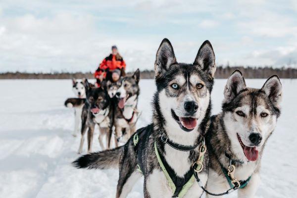 cikk_0_lappfold-husky.jpg